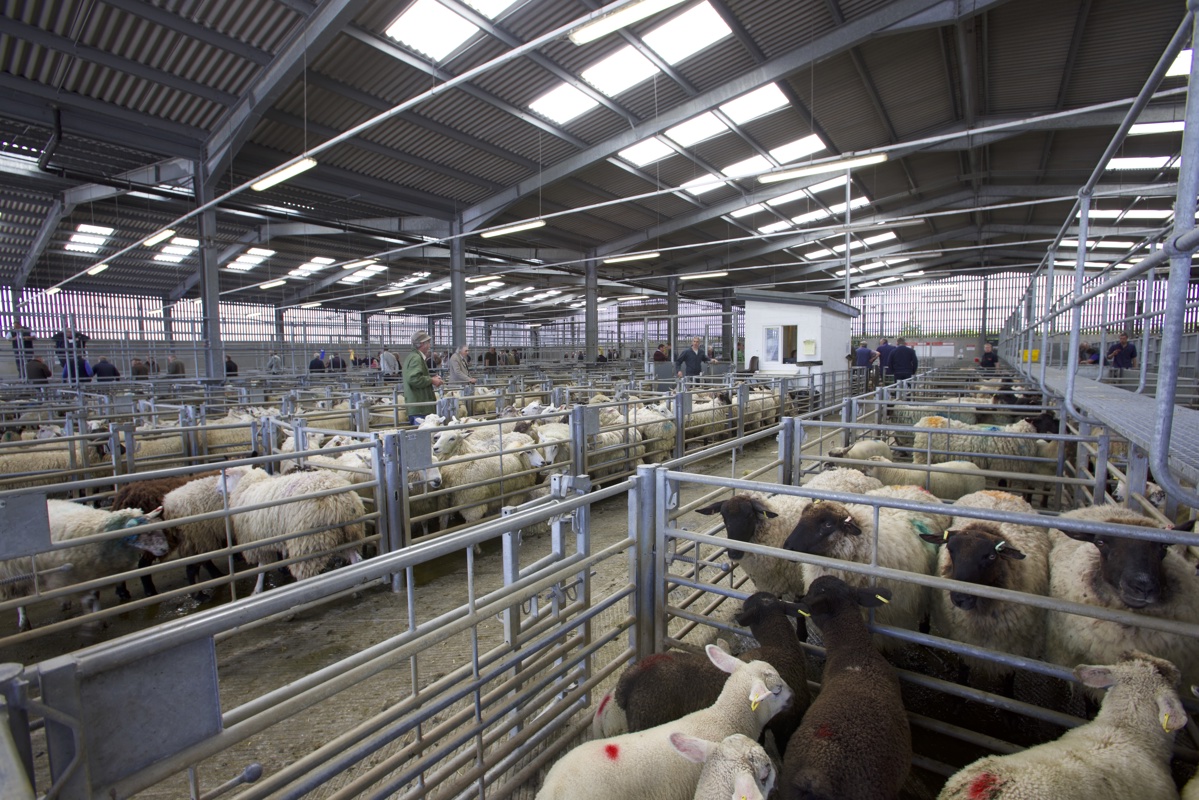 Sheep at Holsworthy Livestock Market